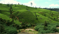 Nuwara Eliya tea gardens tour , Sri Lanka